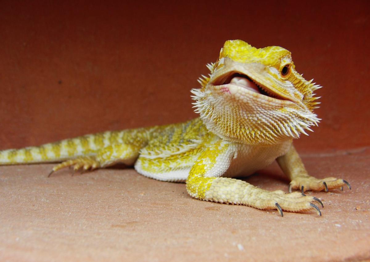 Dragón barbudo o pogona: características, hábitat y qué come