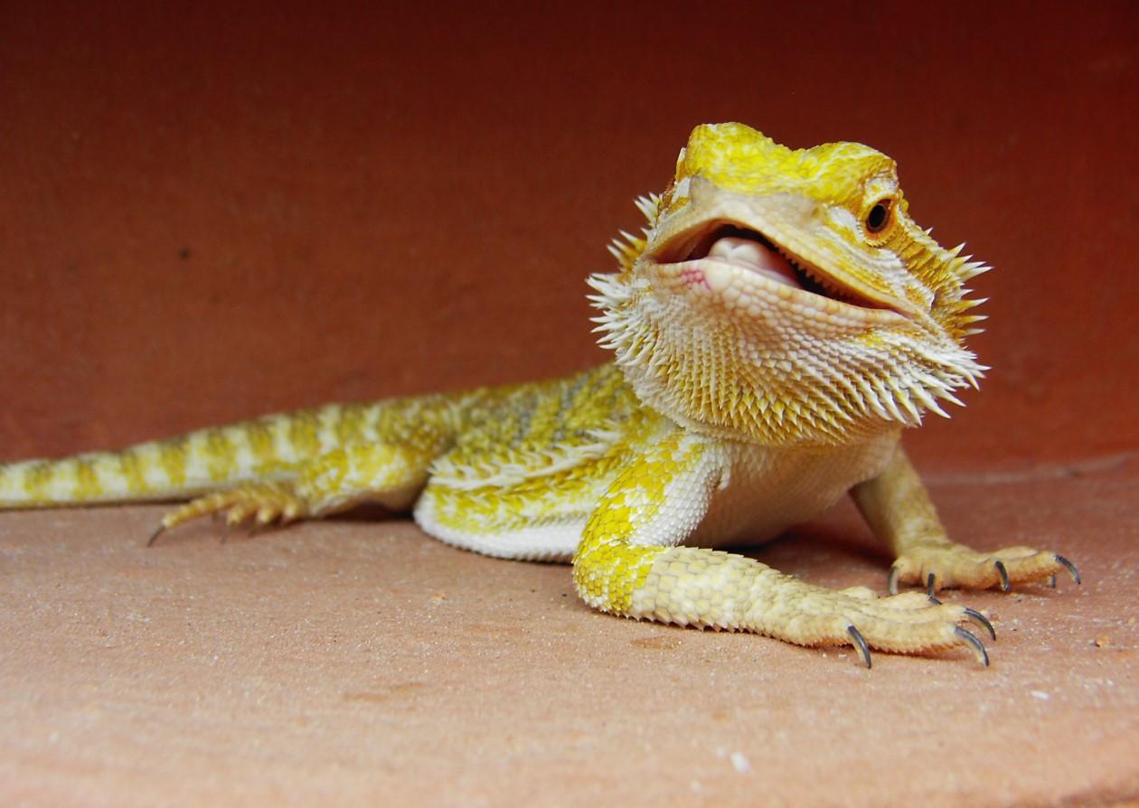 🐉 Descubre al Dragón Barbudo: Tu Nuevo Amigo Escamoso