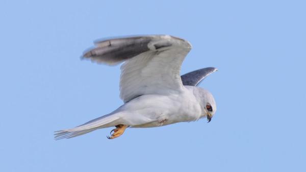 Sha Lu, fotógrafo especializado en aves, capturó un instante insólito: un pequeño roedor mirando a cámara mientras un ave rapaz lo transportaba entre sus garras - El elanio de cola blanca, un ave rapaz experta en cazar ratones y topillos