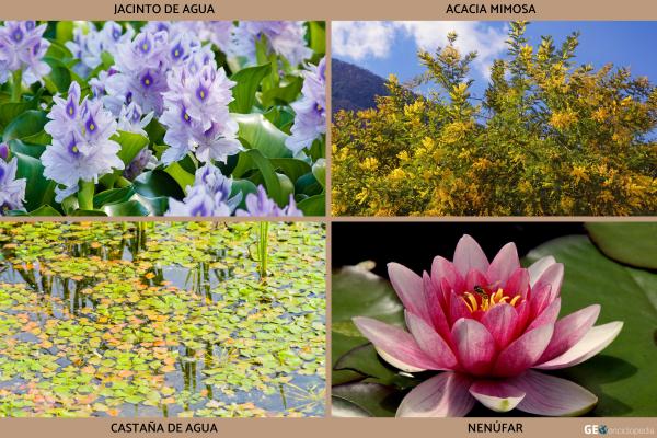 Lago Victoria - Flora y fauna del lago Victoria