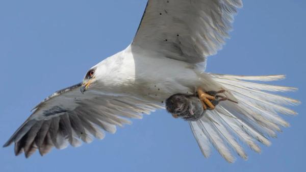 Sha Lu, fotógrafo especializado en aves, capturó un instante insólito: un pequeño roedor mirando a cámara mientras un ave rapaz lo transportaba entre sus garras - Sha Lu fotografiaba el comportamiento de los elanios cuando descubrió un detalle inesperado
