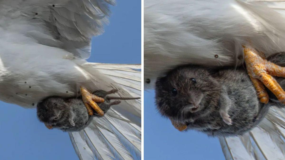 Sha Lu, fotógrafo especializado en aves, capturó un instante insólito: un pequeño roedor mirando a cámara mientras un ave rapaz lo transportaba entre sus garras