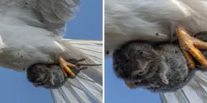 Sha Lu, fotógrafo especializado en aves, capturó un instante insólito: un pequeño roedor mirando a cámara mientras un ave rapaz lo transportaba entre sus garras