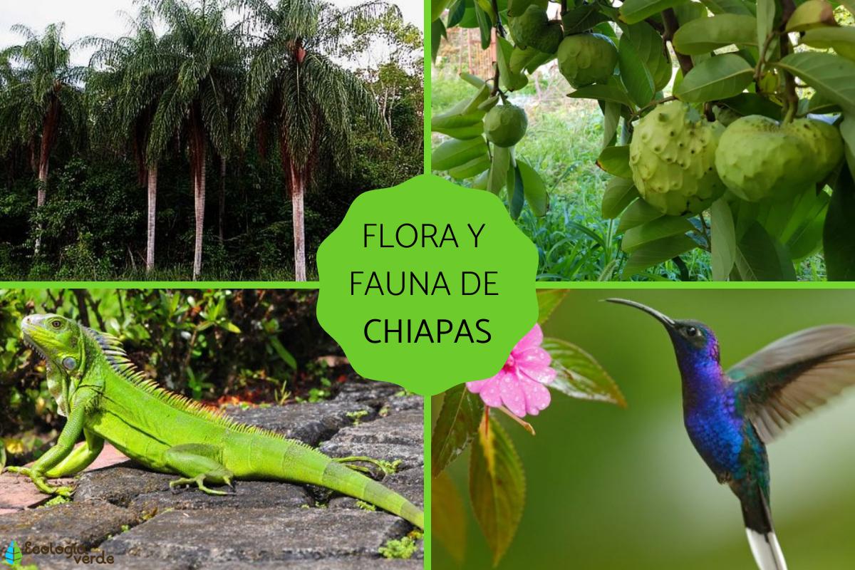 Flora y fauna de Chiapas