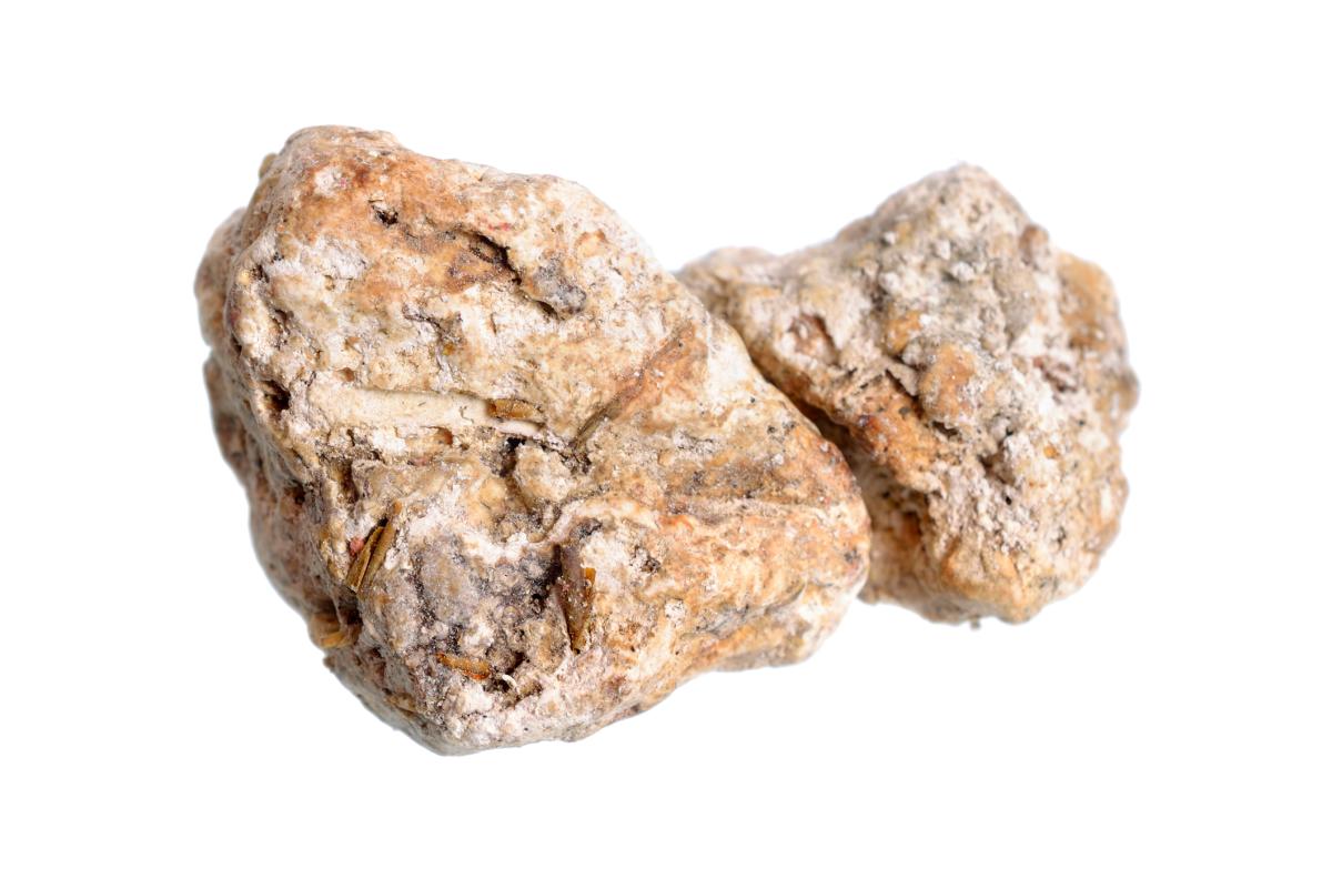 Vómito de ballena o ámbar gris: qué es y para qué sirve