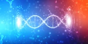 ADN: estructura y función