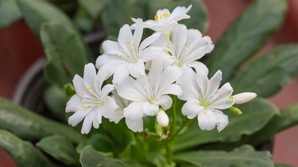 Levisia o Lewisia cotyledon: cuidados, riego y reproducción - ¿Cómo es el riego de la levisia?