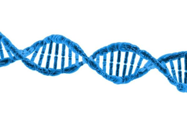 ADN: estructura y función - Definición de ADN