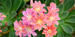 Levisia o Lewisia cotyledon: cuidados, riego y reproducción