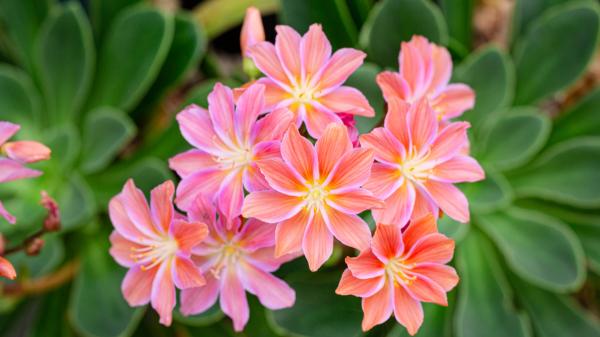 Levisia o Lewisia cotyledon: cuidados, riego y reproducción