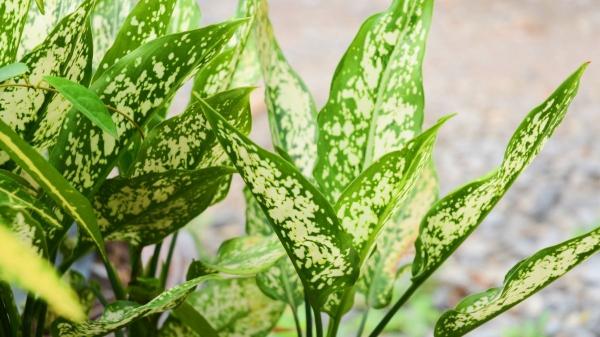 Las plantas de interior con hojas grandes y verdes que traen calma a tu hogar y son fáciles de cuidar - Aglaonema