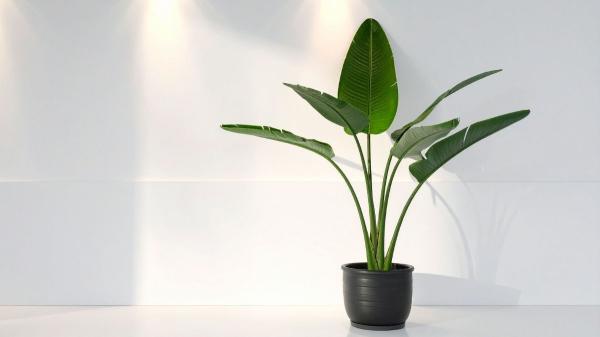 Las plantas de interior con hojas grandes y verdes que traen calma a tu hogar y son fáciles de cuidar - Ave del paraíso