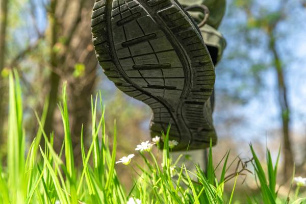 ¿Las plantas sienten dolor? - Cómo sienten el dolor las plantas