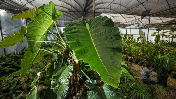 Las plantas de interior con hojas grandes y verdes que traen calma a tu hogar y son fáciles de cuidar - Filodendro gigante