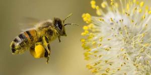 La importancia de las abejas