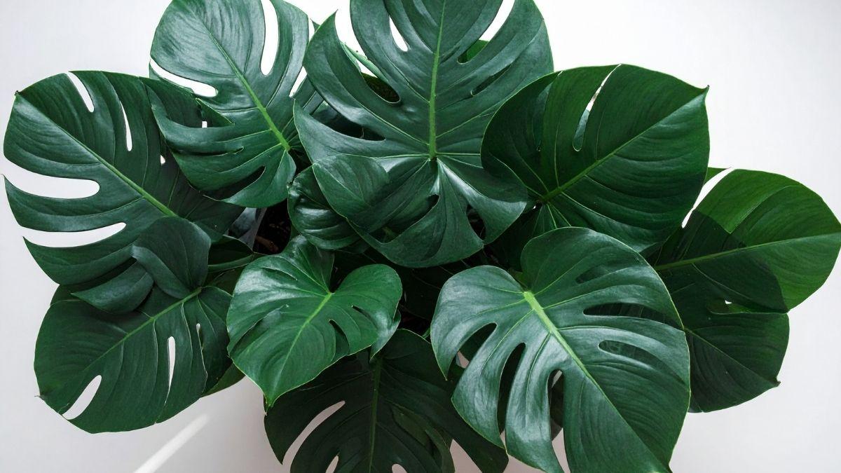 Las plantas de interior con hojas grandes y verdes que traen calma a tu hogar y son fáciles de cuidar