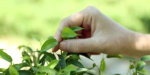 ¿Las plantas sienten dolor?