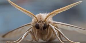 ¿Las polillas pican y son peligrosas?