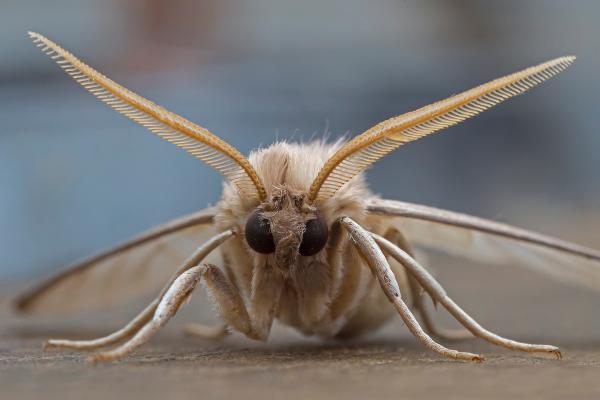 ¿Las polillas pican y son peligrosas?