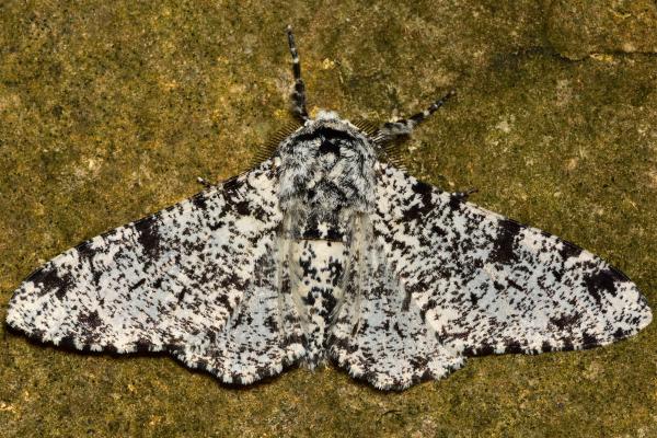 ¿Las polillas pican y son peligrosas? - ¿Las polillas son peligrosas para nuestras mascotas?