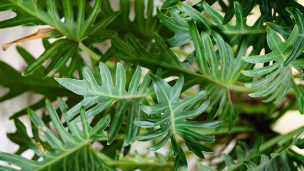Las plantas de interior con hojas grandes y verdes que traen calma a tu hogar y son fáciles de cuidar - Mano de tigre