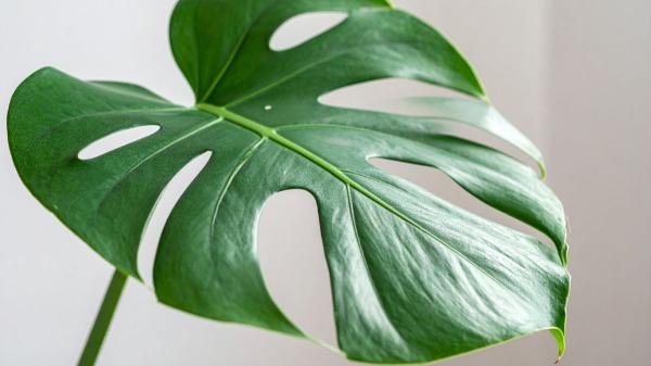 Las plantas de interior con hojas grandes y verdes que traen calma a tu hogar y son fáciles de cuidar - Monstera deliciosa