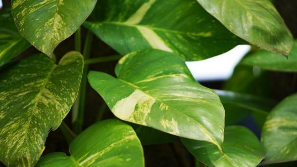 Las plantas de interior con hojas grandes y verdes que traen calma a tu hogar y son fáciles de cuidar - Potos gigante