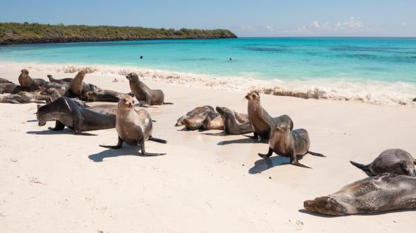 Así era el Arco de Darwin, el espectacular paisaje de Galápagos que desapareció por la erosión - El Arco de Darwin no solo destacaba por su paisaje: así es el extraordinario ecosistema que lo rodea