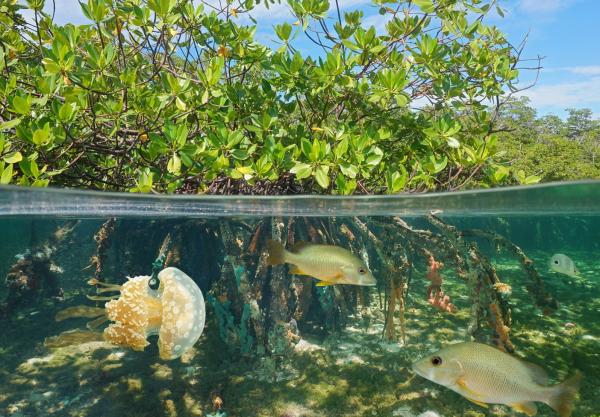 Manglares: qué son, tipos, flora y fauna - Fauna de los manglares 