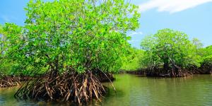 Manglares: qué son, tipos, flora y fauna