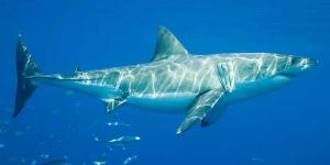 Tiburón blanco
