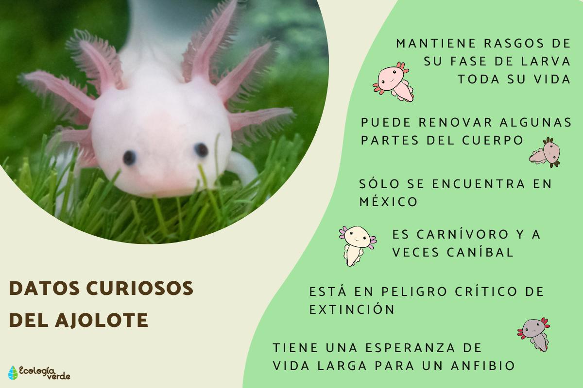 Datos curiosos del ajolote
