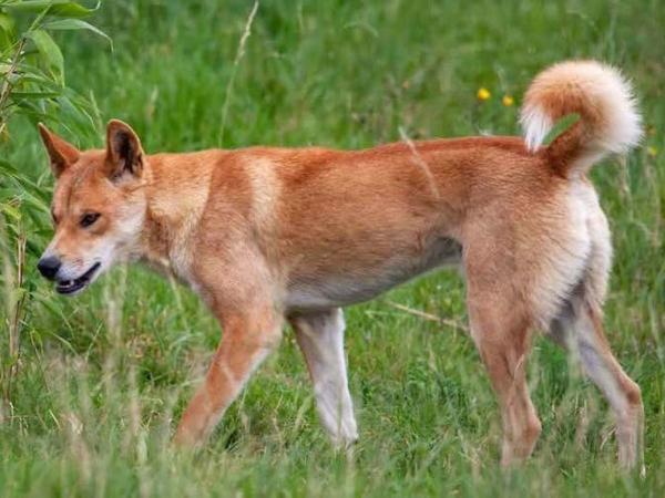 Dónde viven los perros - Dingo