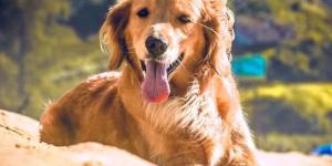 Dónde viven los perros