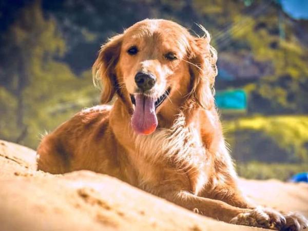 Dónde viven los perros