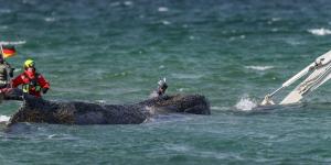 El sorprendente final de Timmy: la ballena que emocionó a Alemania será convertida en biocombustible