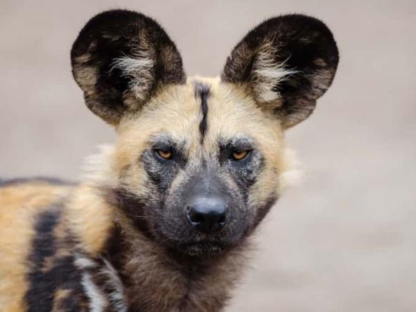 Dónde viven los perros - Perro salvaje africano (licaón)