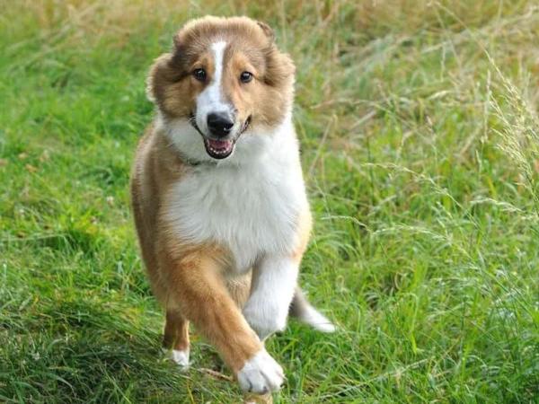 Dónde viven los perros - Perros domésticos