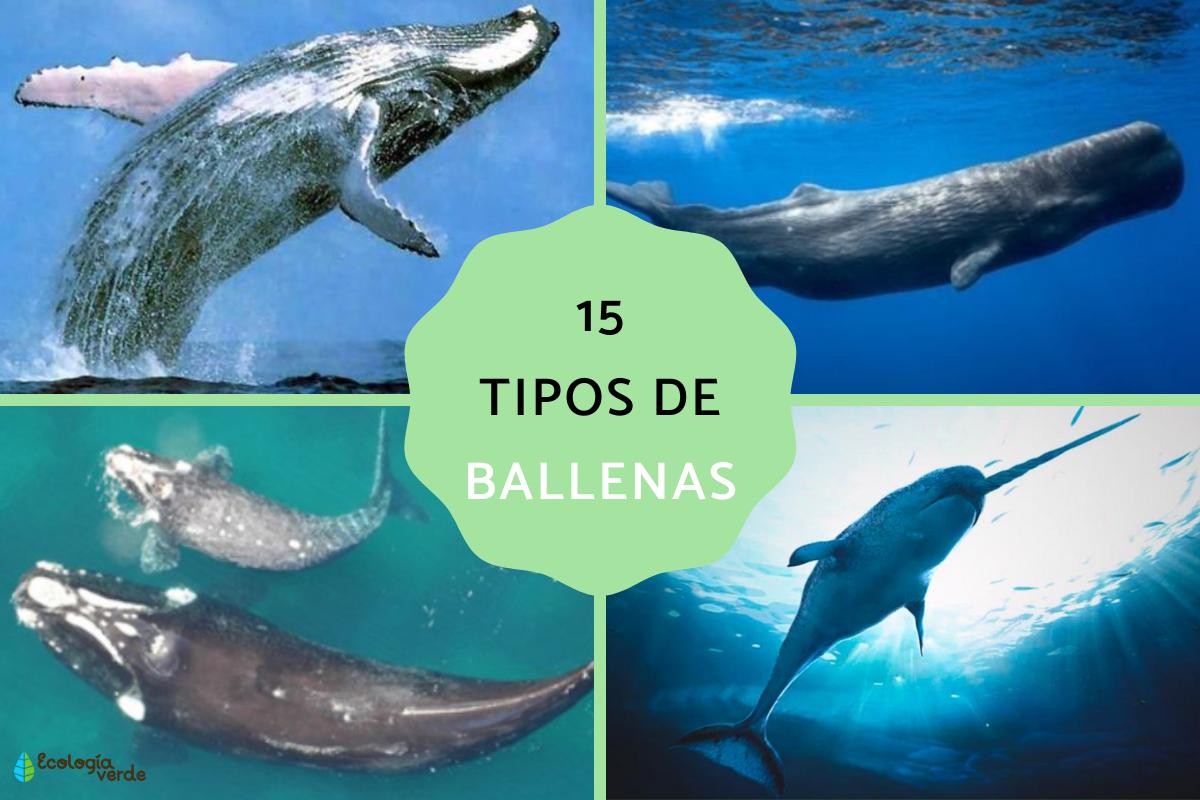 Tipos de ballenas