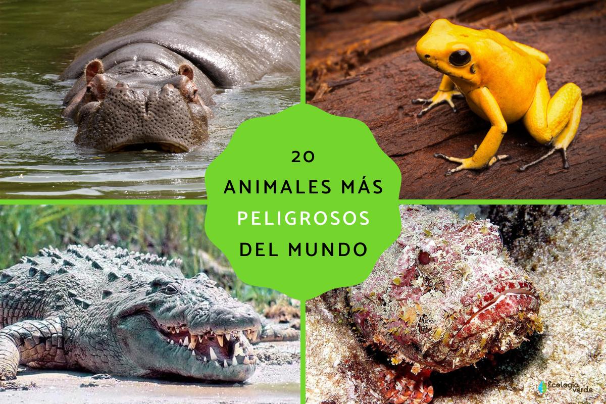 Los animales más peligrosos del mundo