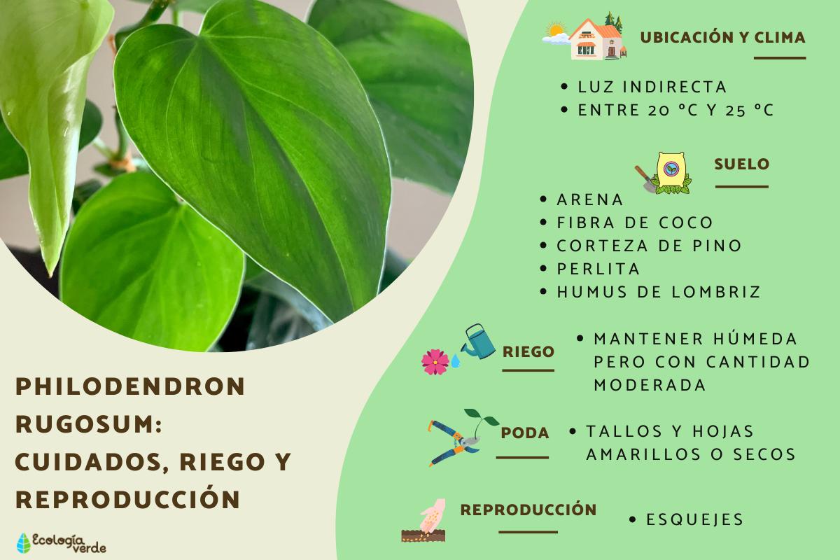 Philodendron rugosum: cuidados, riego y reproducción
