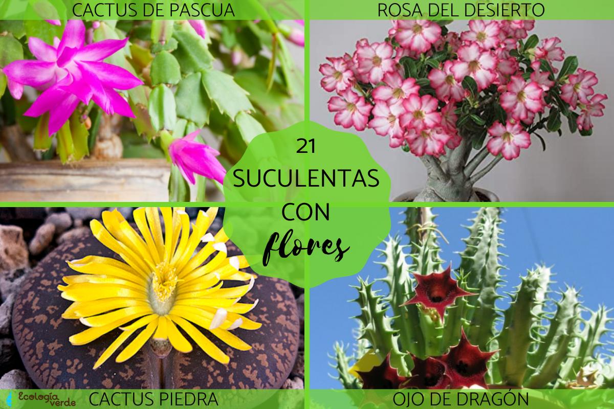 Suculentas con flores: nombres, características y fotos