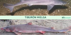 Tiburón mielga