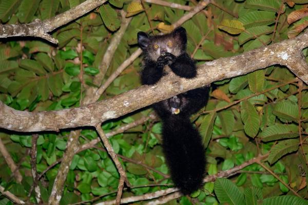 Tipos de lémur - Aye-aye (Daubentonia madagascariensis) 