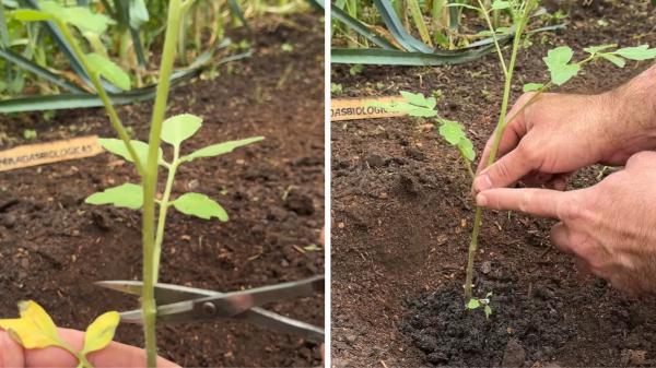 Martín, biólogo especializado en botánica: “Para que las tomateras crezcan fuertes y produzcan más tomates, hay que generar una mayor cantidad de raíces” - Enterrar parte del tallo para que la tomatera desarrolle más raíces