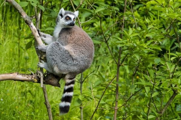 Tipos de lémur - Lémur de cola anillada (Lemur catta)