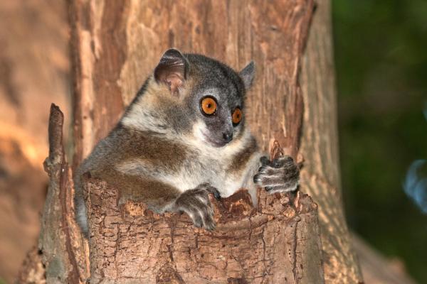 Tipos de lémur - Lémur enano color gris acero menor (Cheirogaleus minusculus)