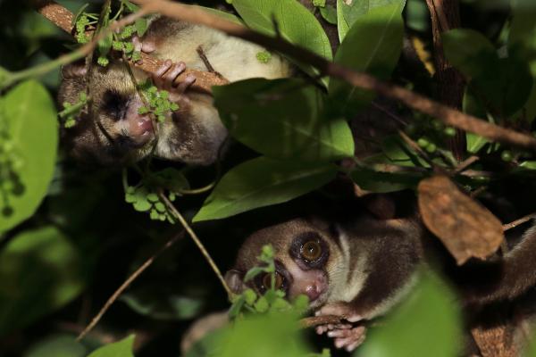 Tipos de lémur - Lémur enano de cola gruesa (Cheirogaleus medius)