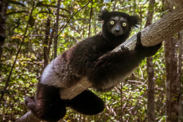 Tipos de lémur - Lémur indri (Indri indri)
