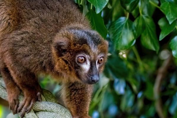Tipos de lémur - Lémur marrón de collar (Eulemur collaris)